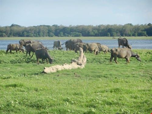  Polonnaruwa sabrina sabrina